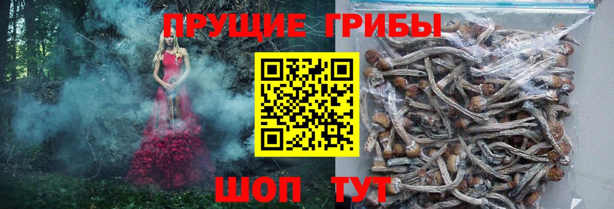 Курск  Галлюциногенные грибы Cubensis  купить наркоту  Вход с VPN 