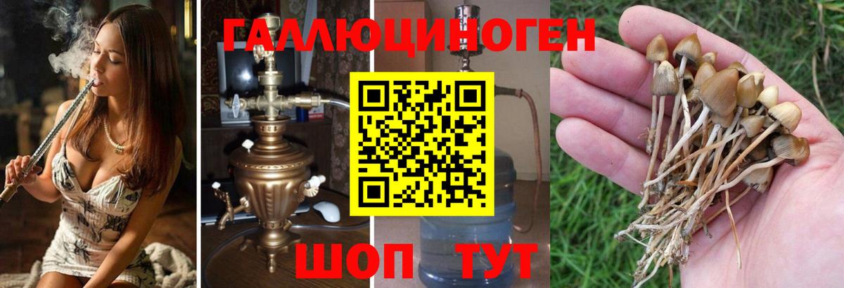 Галлюциногенные грибы GOLDEN TEACHER Курск